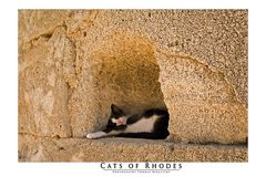 Cats of Rhodes No. 1