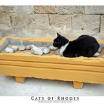 Cats of Rhodes No. 2