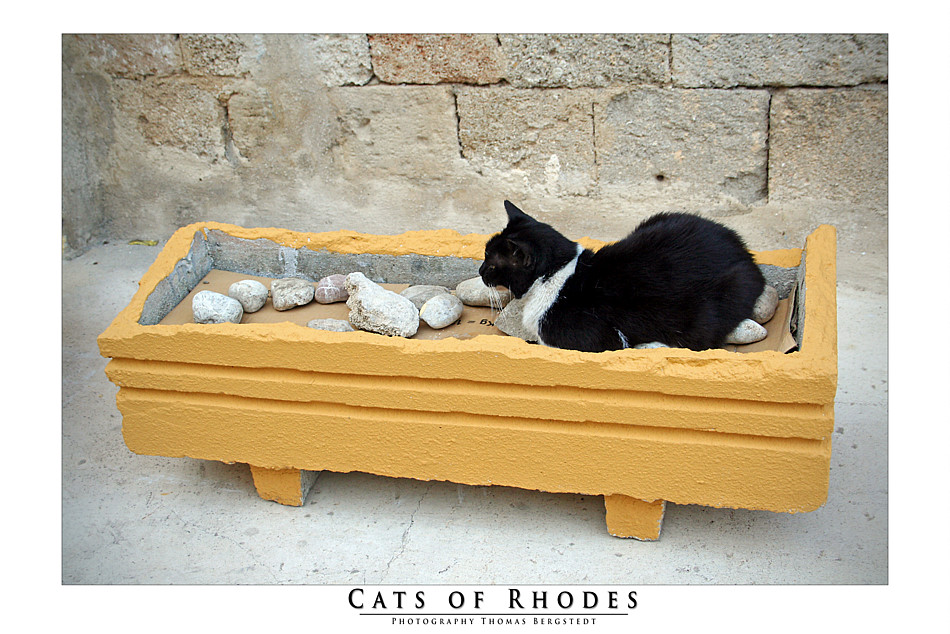 Cats of Rhodes No. 2