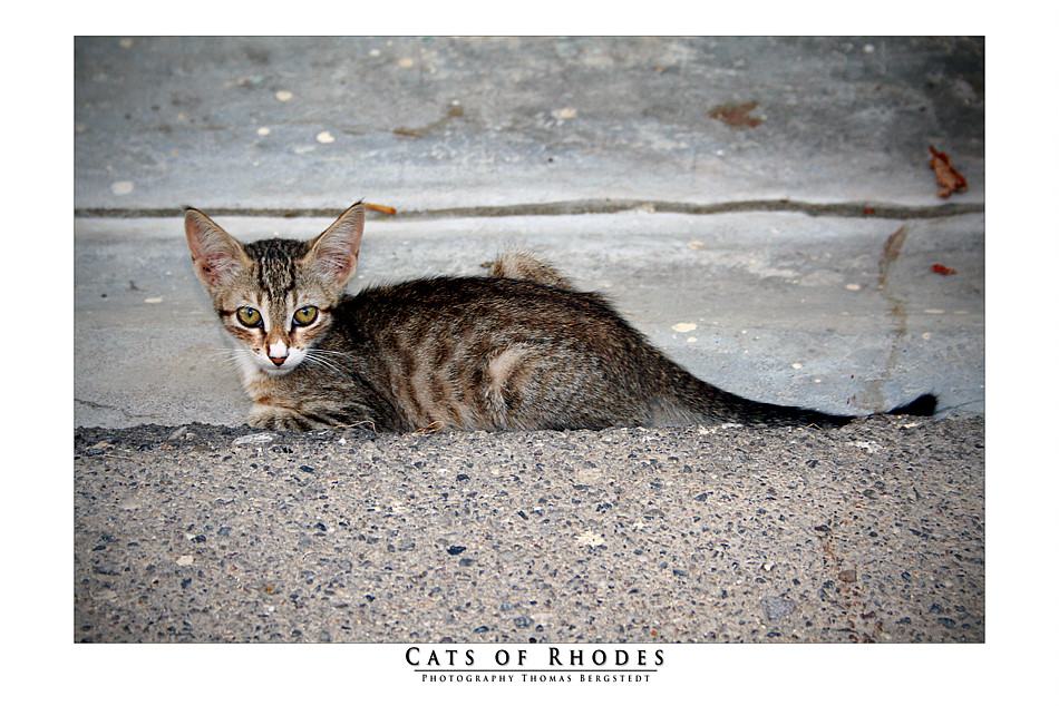 Cats of Rhodes No. 3