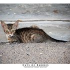 Cats of Rhodes No. 3