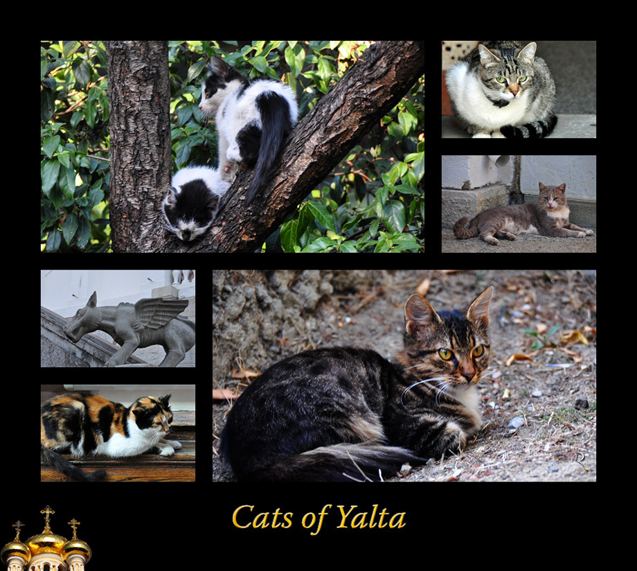 Cats of Yalta