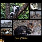 Cats of Yalta