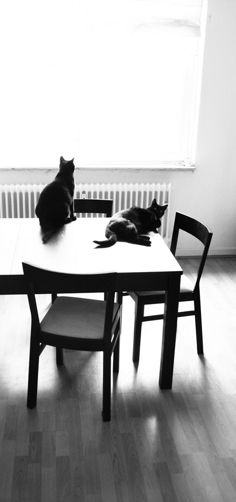 Cats on the Table