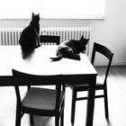 Cats on the Table