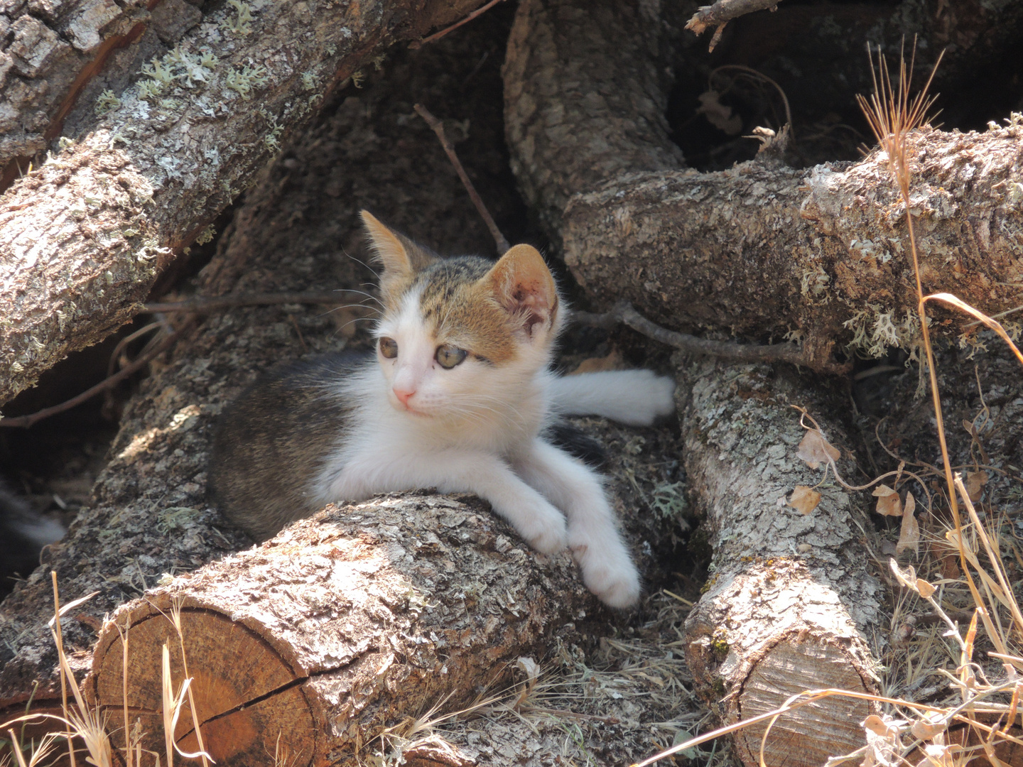 Cats on woods