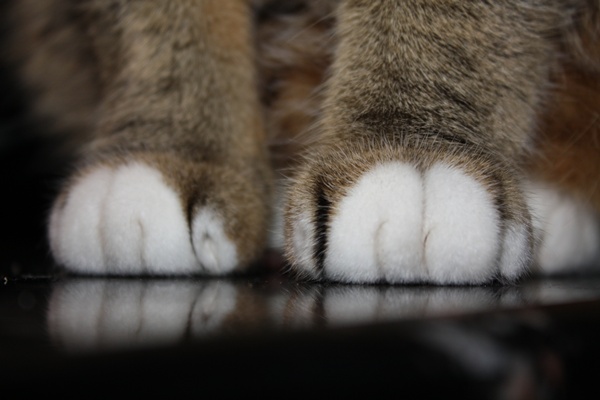 Cat's Paw