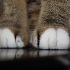 Cat's Paw