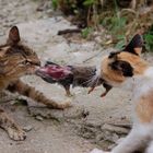 cat's war