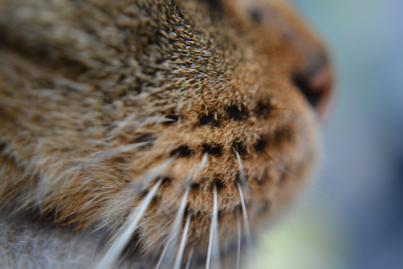 Cats whiskers