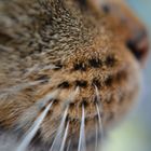 Cats whiskers