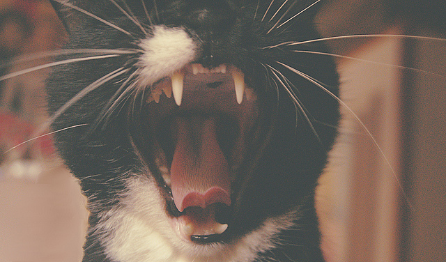 Cat's yawn