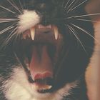 Cat's yawn