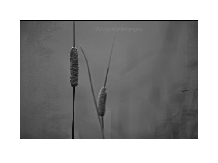 Cattails