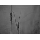 Cattails