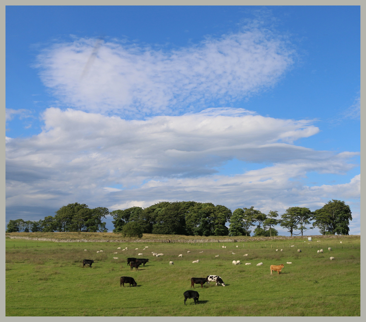 cattle above whitcliffe scar near Richmond