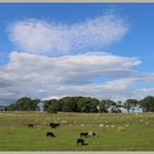 cattle above whitcliffe scar near Richmond