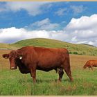 cattle at lanton mill 10