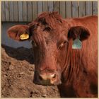 cattle at lanton mill 11