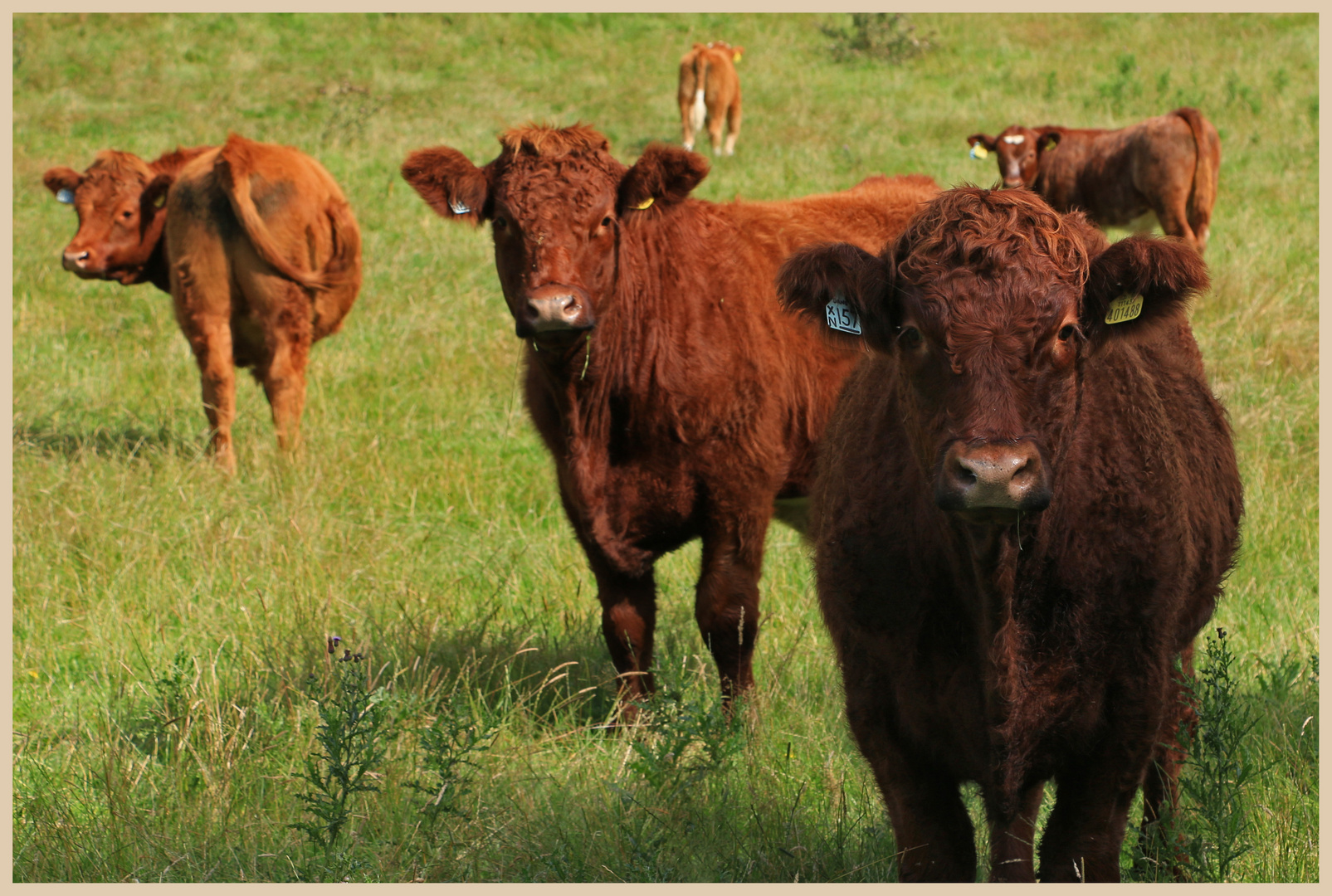 cattle at lanton mill 5