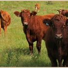 cattle at lanton mill 5