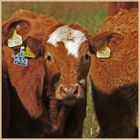 cattle at lanton mill 6