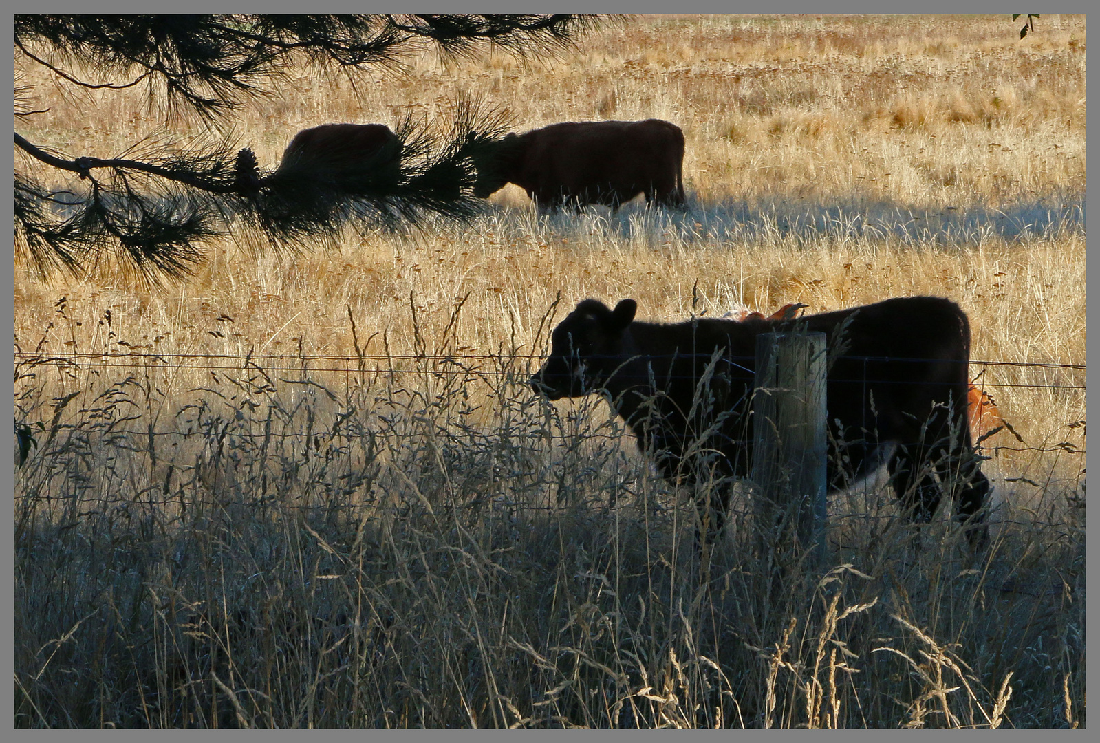 cattle at omahau downs Twizel 2