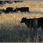 cattle at omahau downs Twizel 2