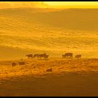 Cattle at Sunrise by Oliver