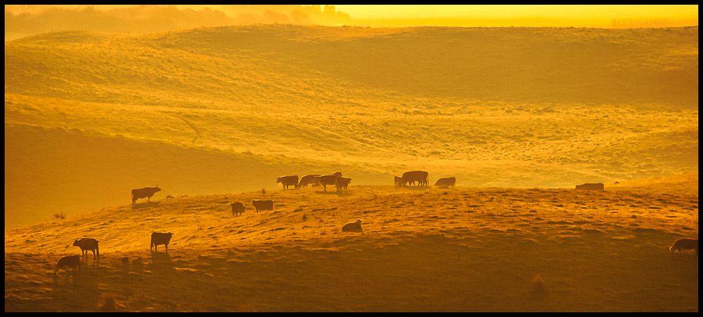 Cattle at Sunrise by Oliver