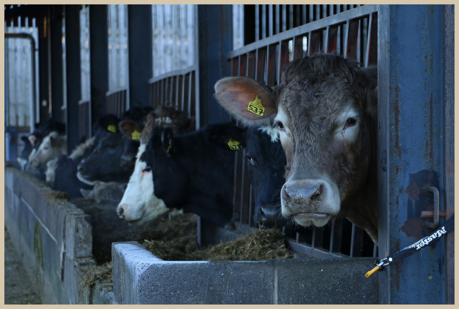 cattle at swinhoe farm