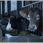 cattle at swinhoe farm