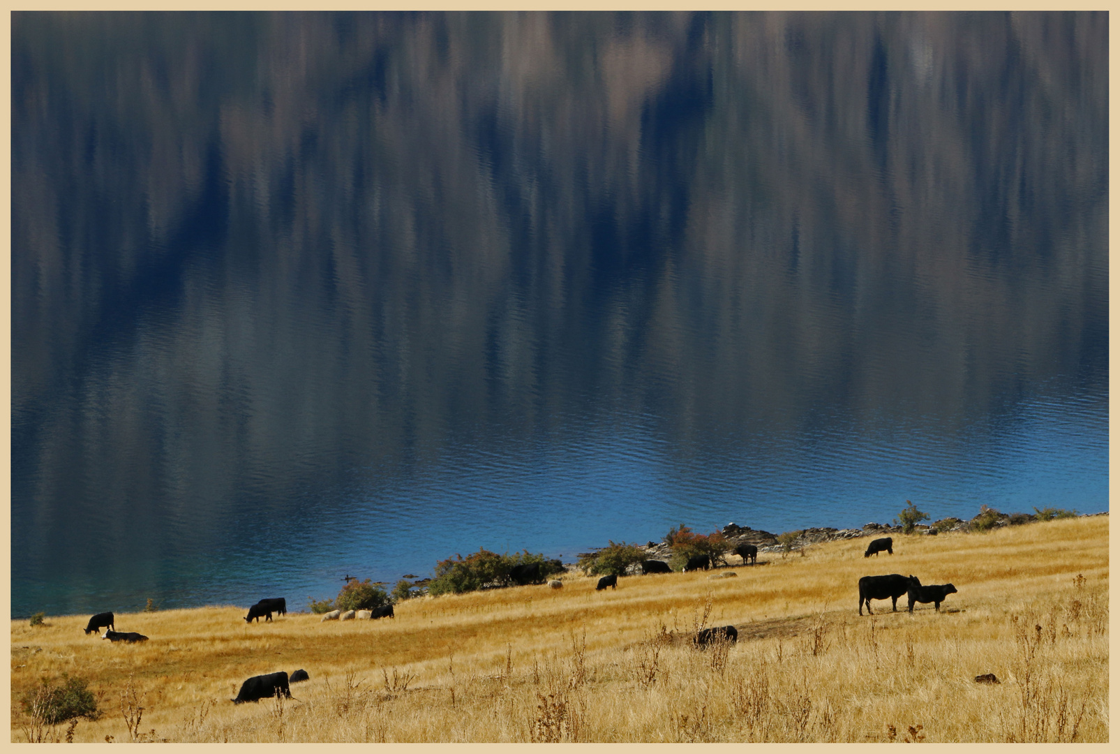 cattle beside lake hawea