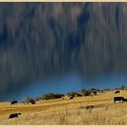 cattle beside lake hawea