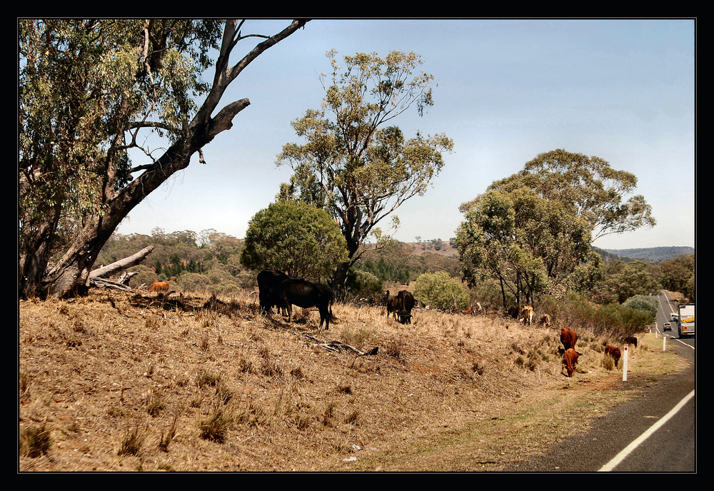 Cattle Cross