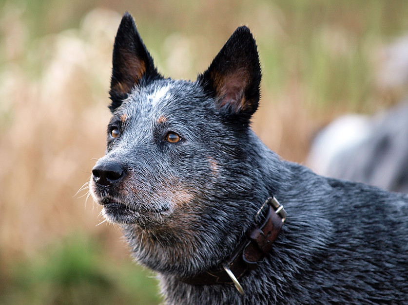 Cattle-Dog