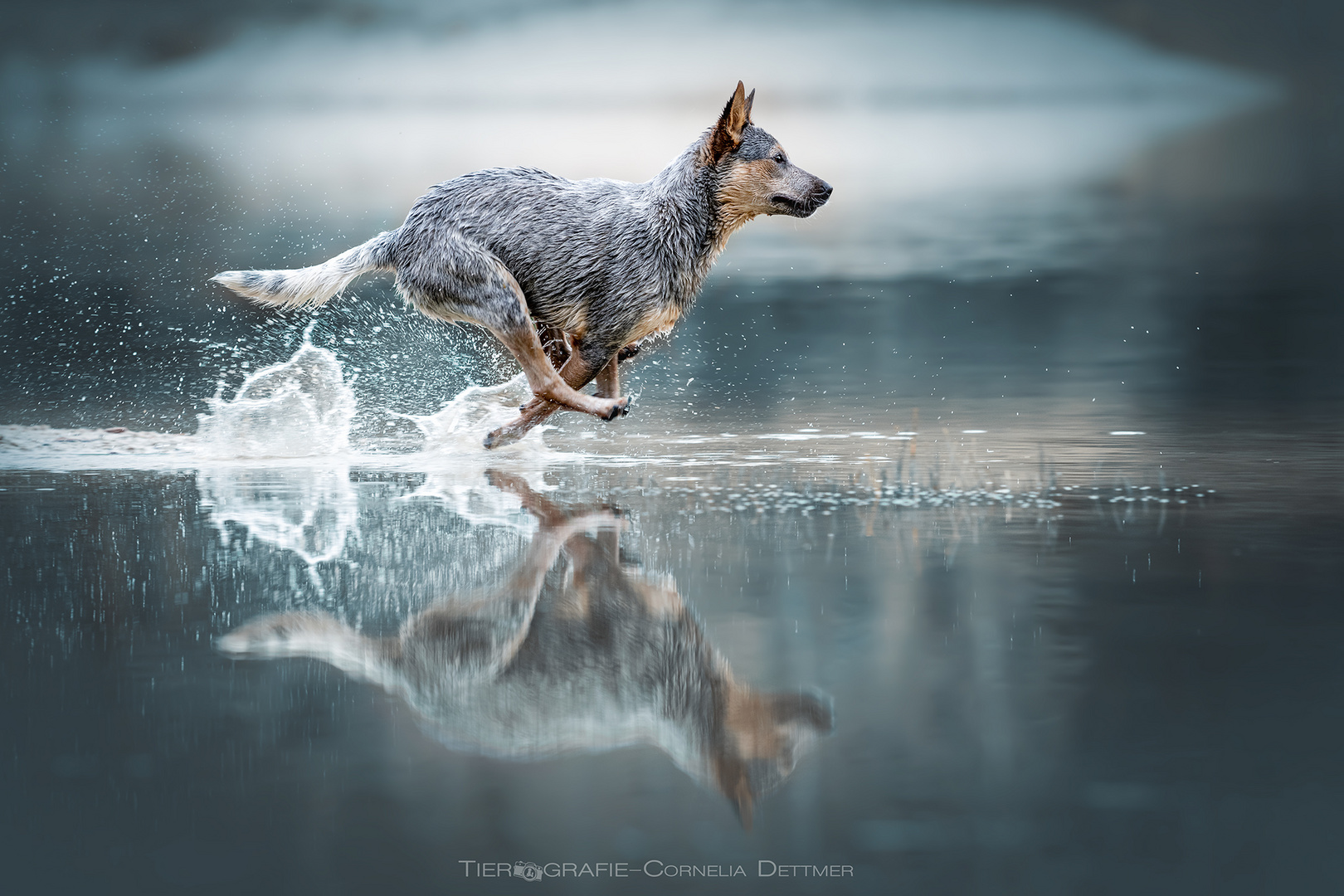 Cattle Dog 