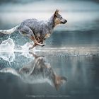 Cattle Dog 