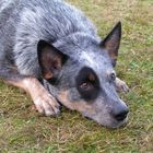 Cattle Dog