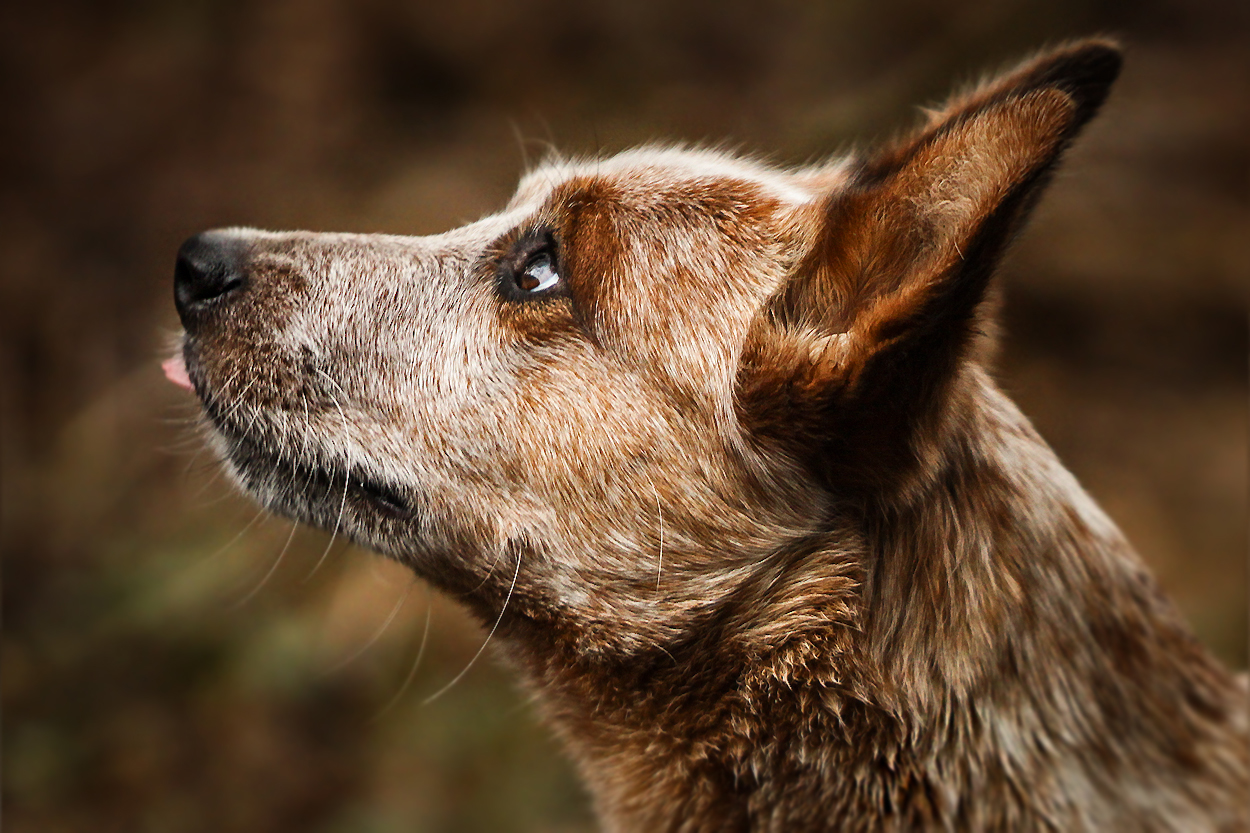 Cattle Dog ...