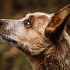 Cattle Dog ...