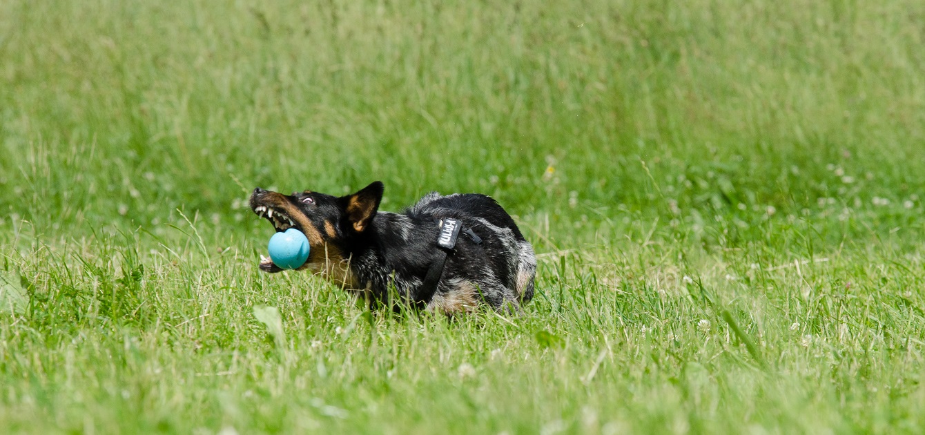 Cattle Dog- Jack Russel Mix Tara