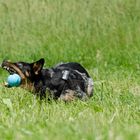 Cattle Dog- Jack Russel Mix Tara