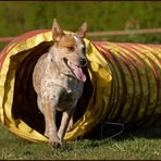 Cattle Dog Mädel "Hope"