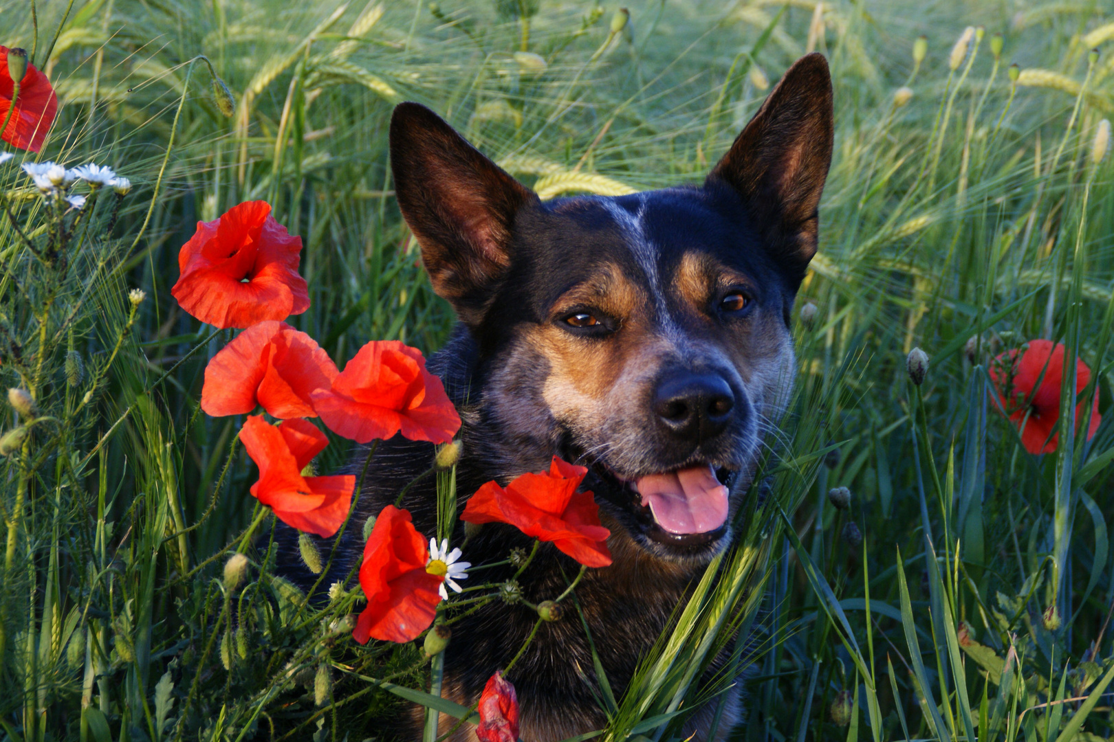 Cattle Dog mit Klatschmohn