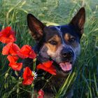 Cattle Dog mit Klatschmohn