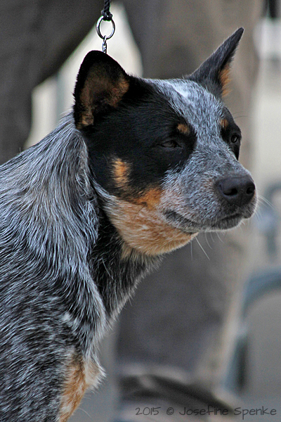 Cattle Dog Portrait