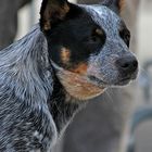 Cattle Dog Portrait