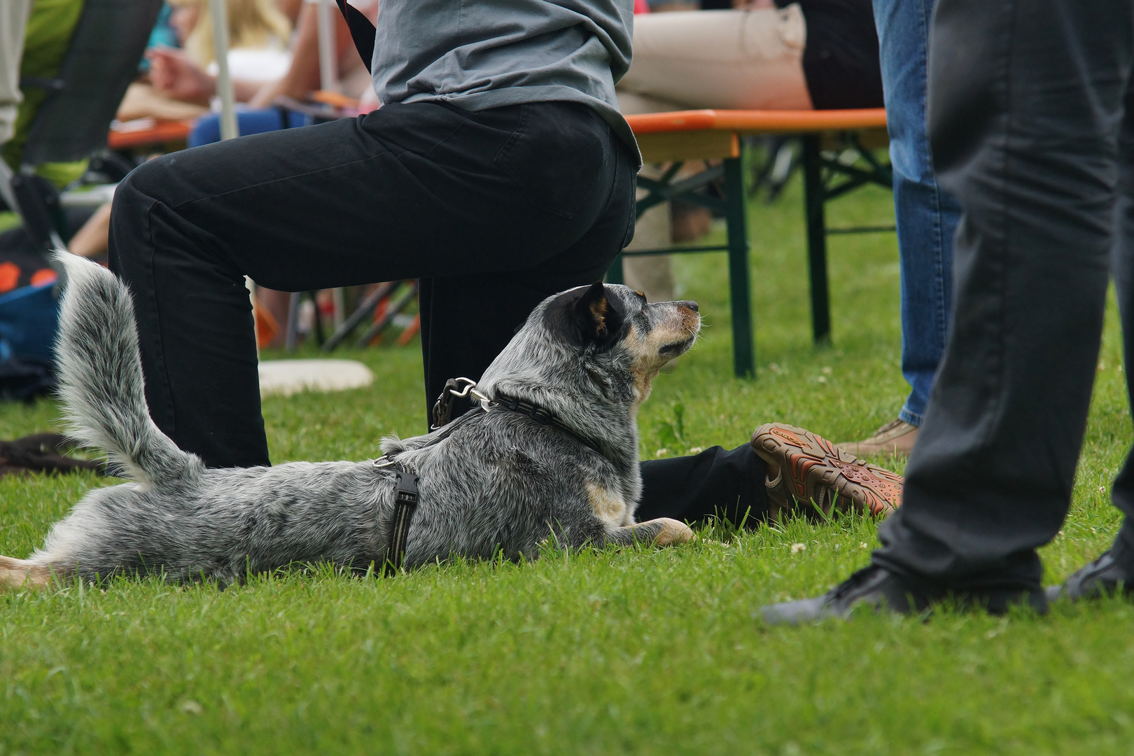 Cattle Dog relaxing