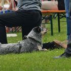 Cattle Dog relaxing